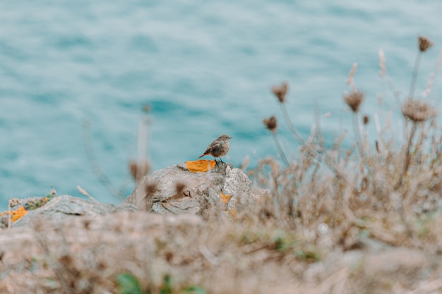 petit oiseau devant l & # 39; océan avec des plantes