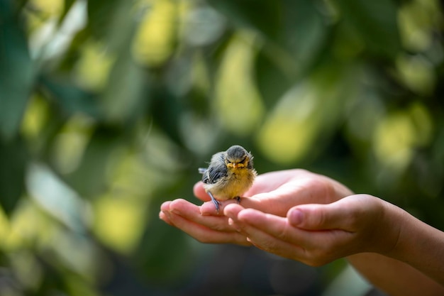 Photo un petit oiseau fragile assis sur les mains d'un enfant dans une image conceptuelle d'innocence et de fragilité de la vie sur un fond de nature verte floue