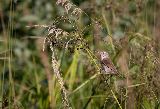 Un petit oiseau gris-brun est assis sur une tige d'herbe au petit matin ensoleillé. Faune.