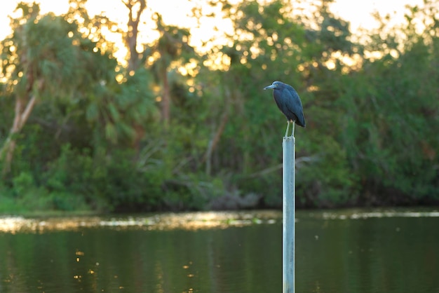 Petit oiseau héron bleu perché près de l'eau du lac dans les zones humides de la Floride