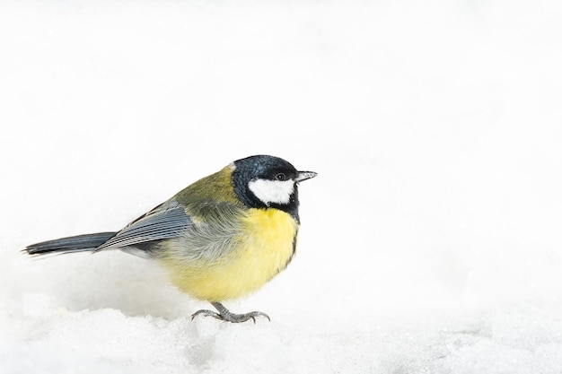 Petit oiseau jaune brillant Mésange charbonnière Parus major assis dans l'herbe d'automne sur le sol et observant ses environs