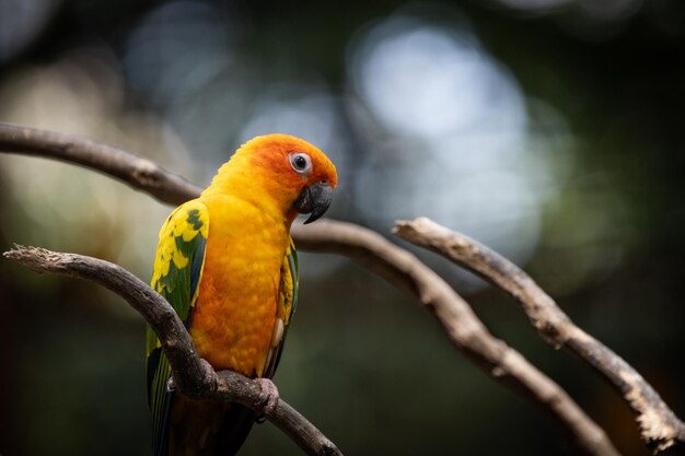 Photo petit oiseau jaune et rouge