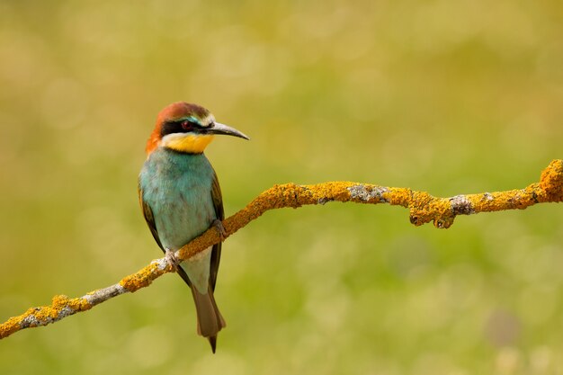 Petit oiseau avec un joli plumage