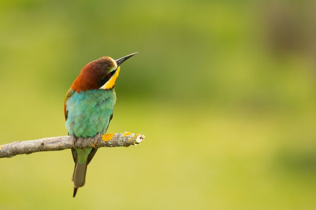 Petit oiseau avec un joli plumage