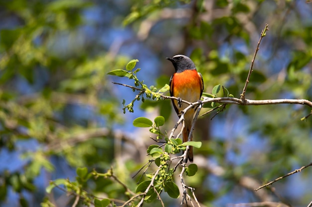 Petit oiseau minivet perché sur un arbre