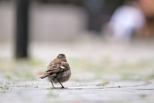 Petit oiseau moineau gris perché sur le sol