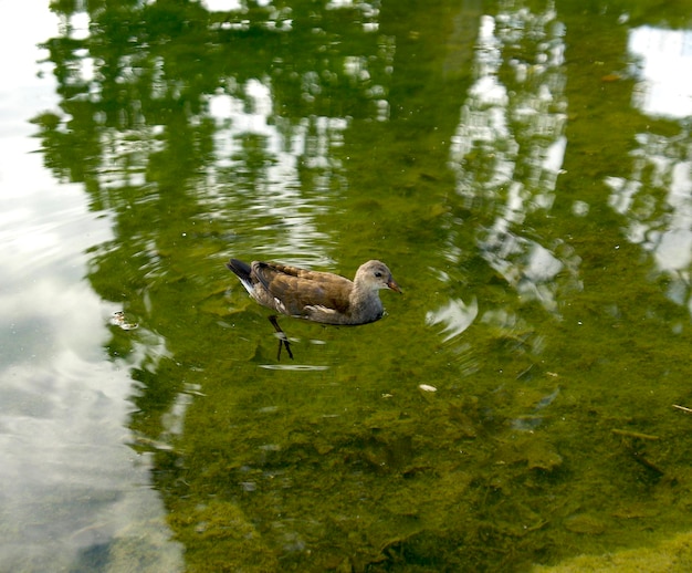 un petit oiseau nage dans l'étang vert du parc