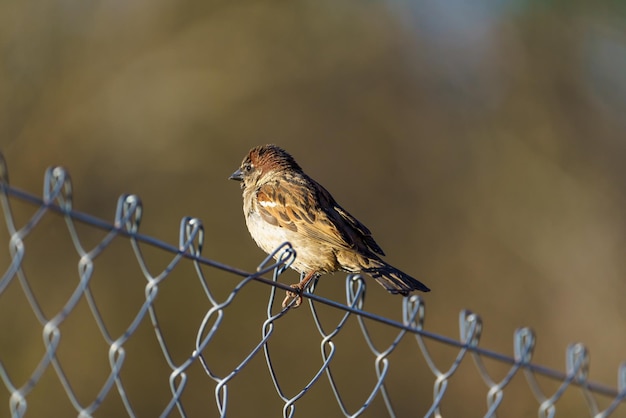 Petit oiseau perché sur une clôture