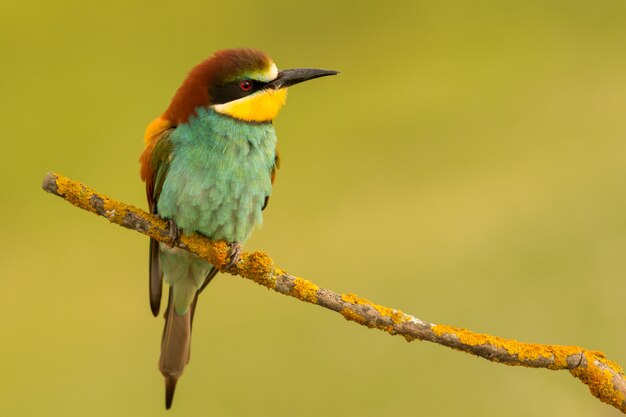 Petit oiseau perché joli plumage