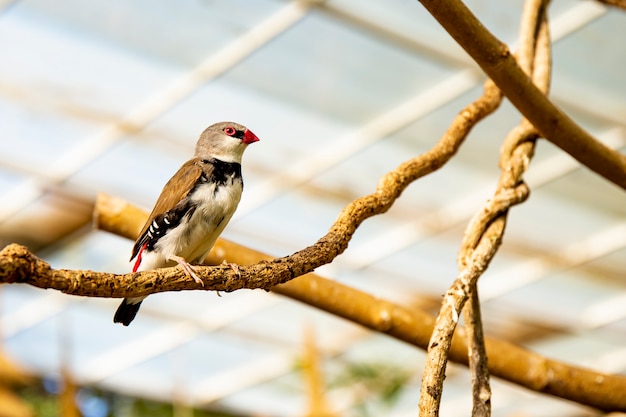 Petit Oiseau Pinson Sur Une Branche Dans Une Pépinière D'oiseaux