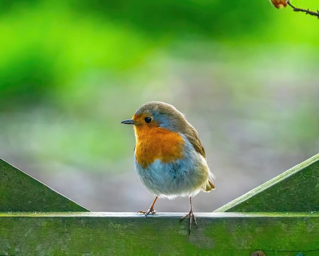 Un petit oiseau avec une poitrine jaune et des plumes orange