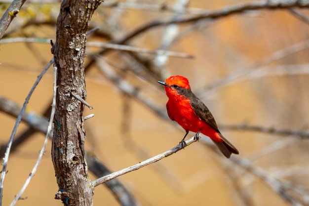 Petit oiseau rouge appelé quotprincequot Pyrocephalus rubinus perché