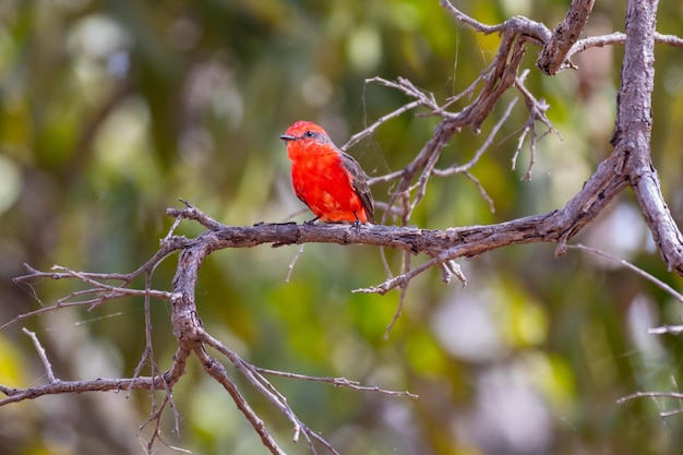 Petit oiseau rouge connu sous le nom de "princequot" Pyrocephalus rubinus perché