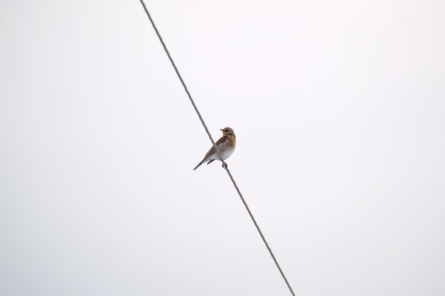 Un petit oiseau sauvage se percher seul sur le fil de la ligne électrique