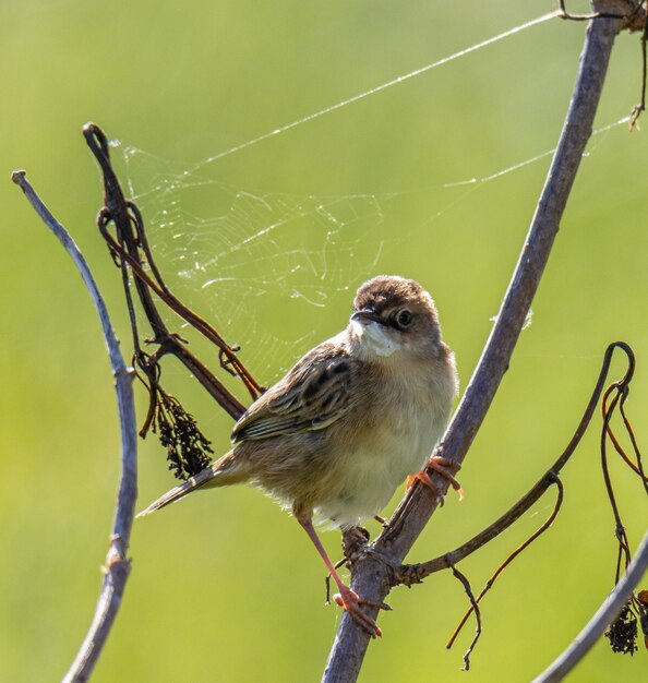 le petit oiseau scrute l'horizon à la recherche d'insectes