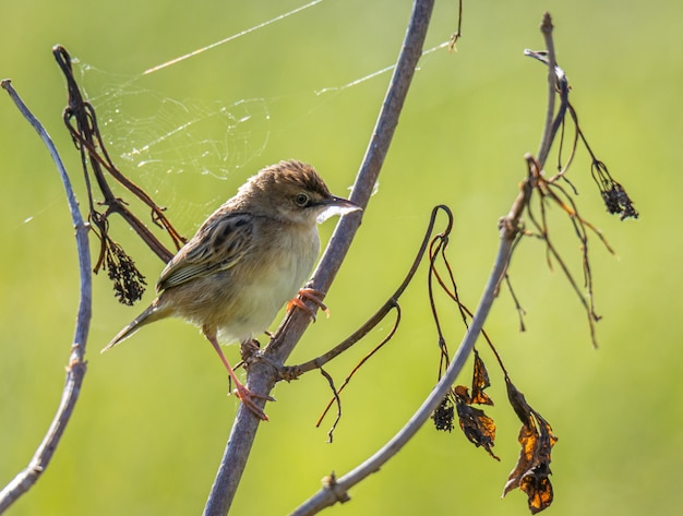 le petit oiseau scrute l'horizon à la recherche d'insectes