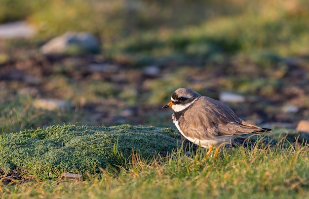 le petit oiseau scrute l'horizon à la recherche d'insectes