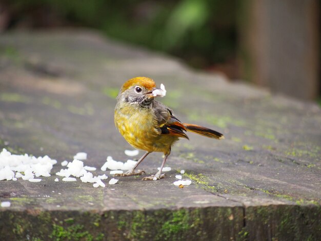 Petit oiseau sur la table