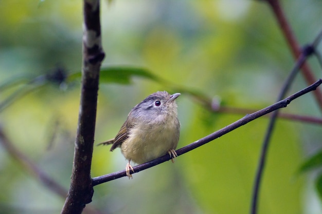 Photo petit oiseau.