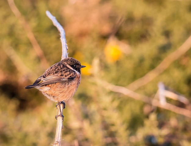 petit oiseau