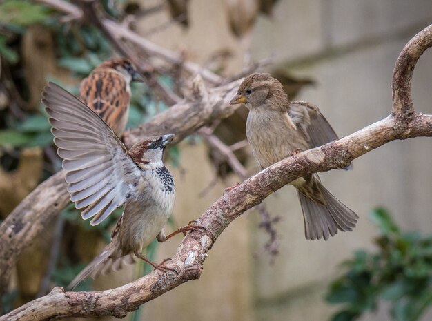 petit oiseau