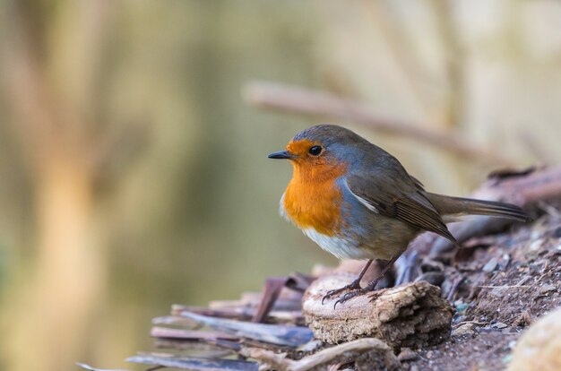 petit oiseau