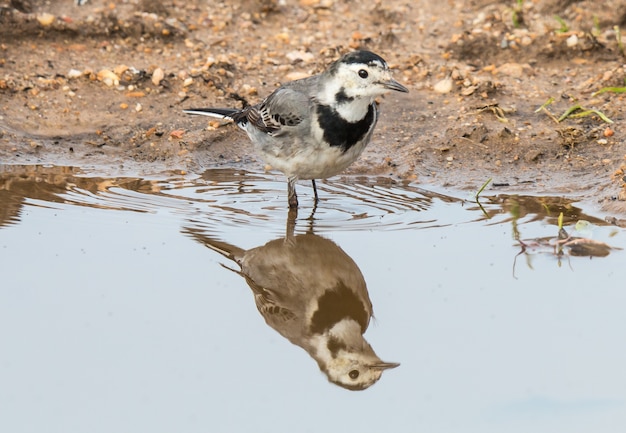 petit oiseau