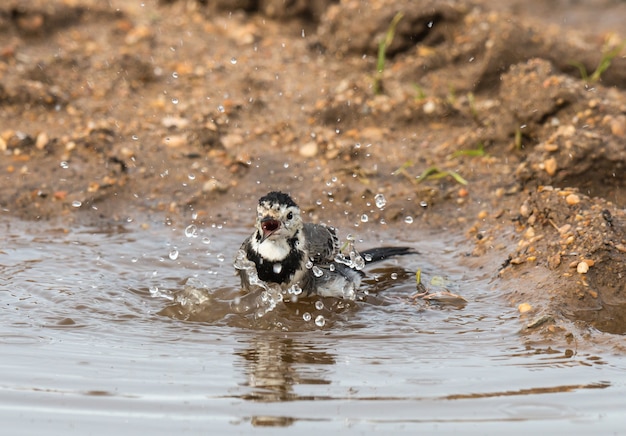 petit oiseau