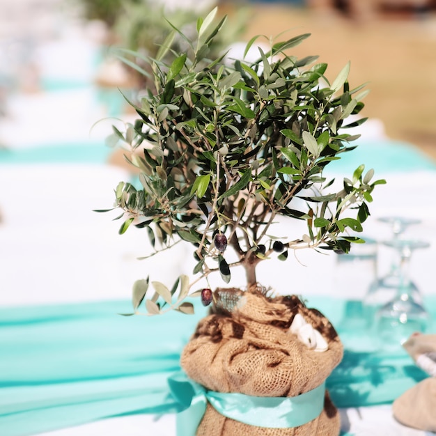 Petit olivier. Décoration de mariage.