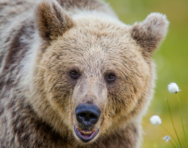 Petit ours dans la forêt dans son habitat