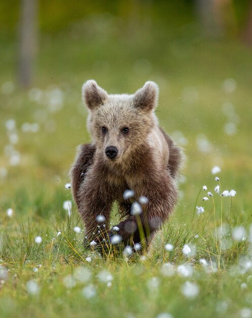 Petit ours dans la forêt dans son habitat