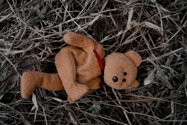 Photo petit ours solitaire dormant sur le sol.