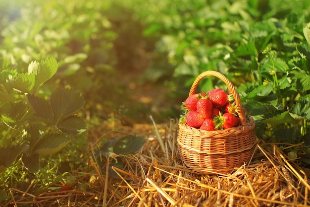 Petit panier en osier plein de fraises, posé sur un sol en paille, éclairé par le soleil de l'après-midi, champ de ferme autocueillette avec des feuilles de fraisier en arrière-plan