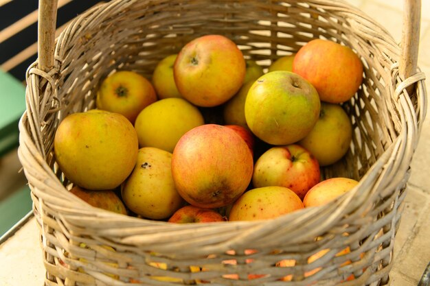 Photo petit panier en osier avec une récolte de pommes fraîches, mûres, biologiques, jaunes, orange et rouges