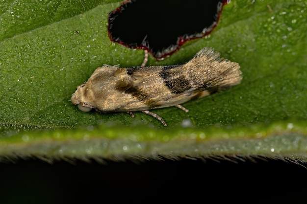 Photo petit papillon adulte de la superfamille noctuoidea