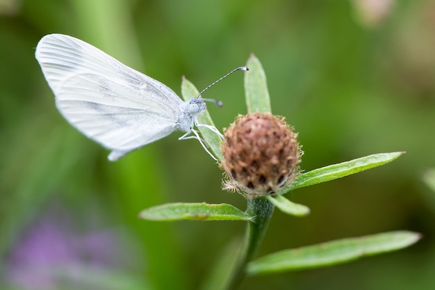 petit papillon blanc perché sur une fleur