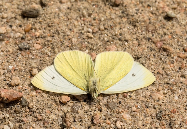 Petit papillon blanc - Pieris rapae - insecte mâle, vue de dessous