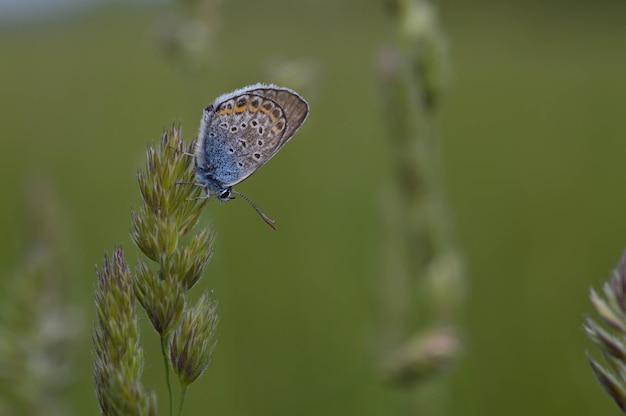 Petit papillon bleu commun se bouchent dans la nature