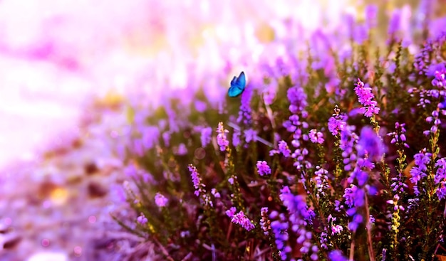 Photo petit papillon bleu se tenant sur la fleur violette en fleur à l'arrière-plan du paysage de printemps