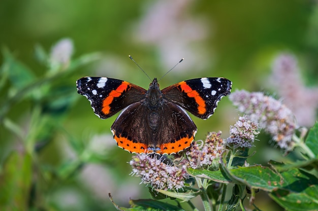 Un petit papillon brun, noir et orange sur une fleur