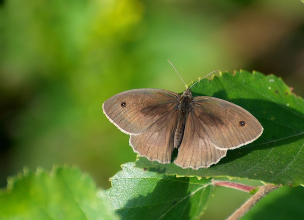 Un petit papillon brun prairie Maniola jurtina est assis sur une feuille verte sur un matin d'été ensoleillé