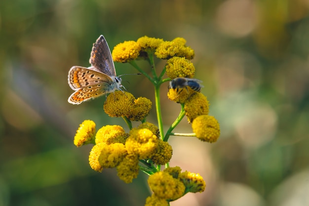 Petit papillon orange sur une fleur sauvage jaune avec espace de copie sur le bokeh.