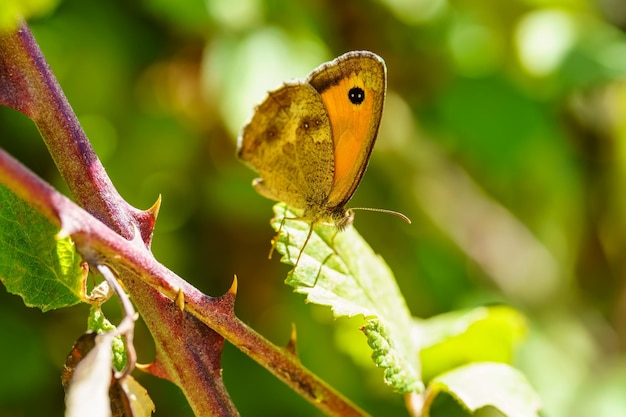 Petit papillon sur les plantes sauvages de la forêt lors d'une journée d'été ensoleillée photo macro