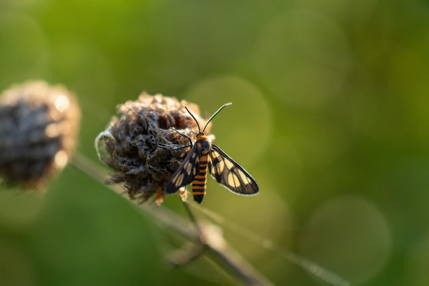 Un petit papillon rayé perché sur une fleur séchée