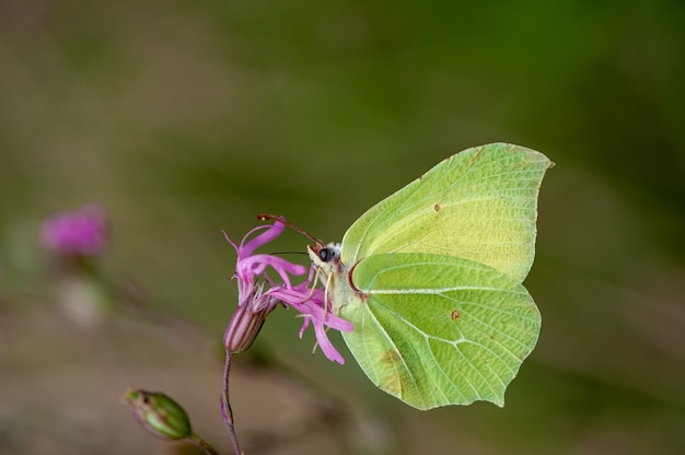 petit papillon vert perché sur une branche