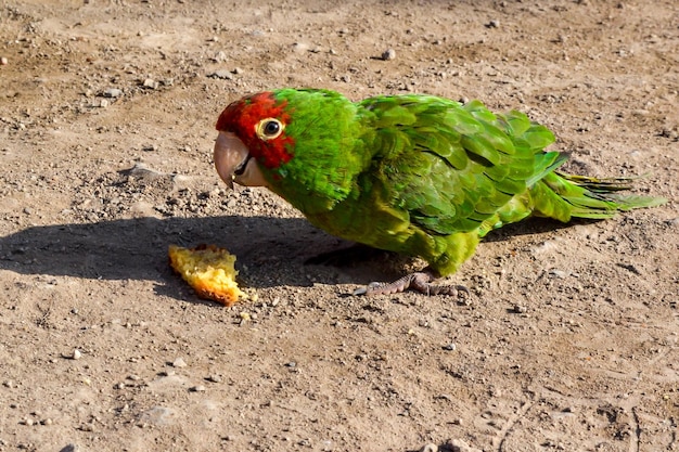 Un petit perroquet d'animal familier mangeant un biscuit