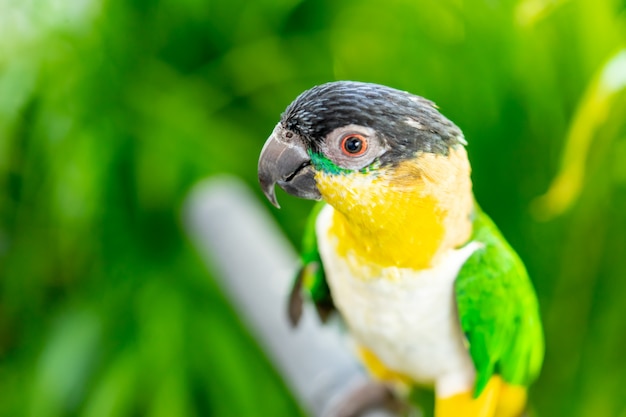 Petit perroquet vert jaune fermé jusqu&#39;à coup