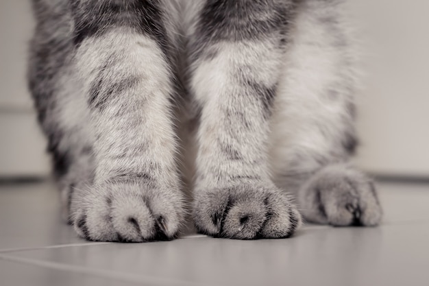 Petit pied de chat au sol dans la chambre.