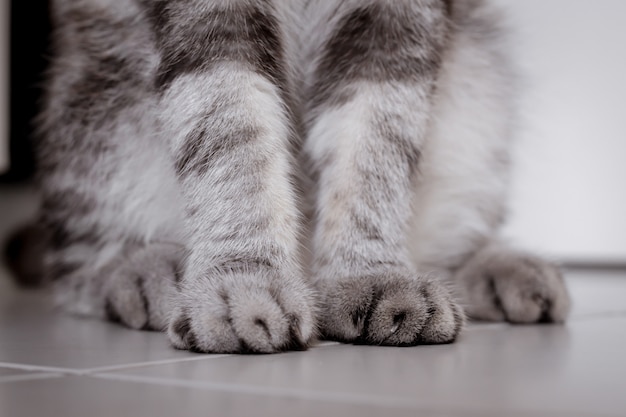 Photo petit pied de chat au sol dans la chambre.