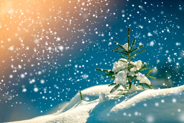 Petit pin avec des aiguilles vertes recouvertes de neige fraîche et propre sur fond d'espace de copie bleu flou Joyeux Noël et bonne année carte postale de voeux